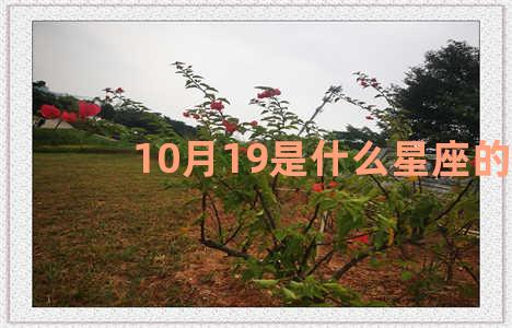 10月19是什么星座的