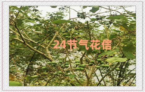 24节气花信