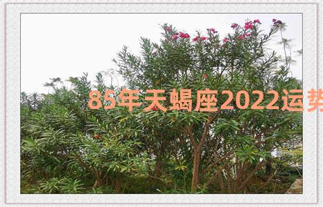 85年天蝎座2022运势