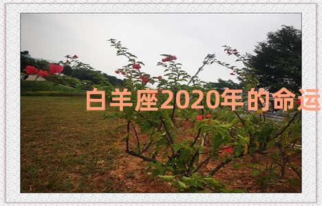 白羊座2020年的命运