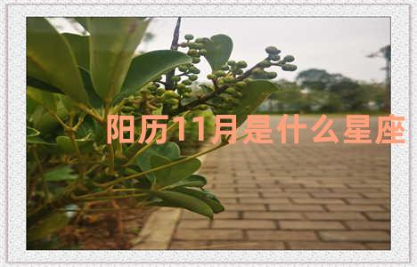 阳历11月是什么星座